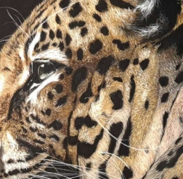 Eye & facial detail of Leopard by Deimante Bruzguliene